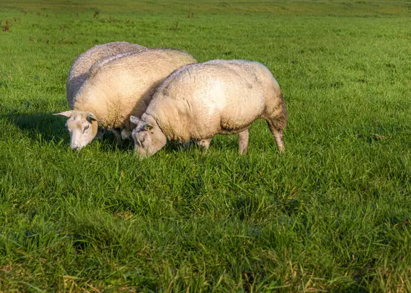 Two Grazing Sheep Green Lawn Sun — Stock Photo, Image
