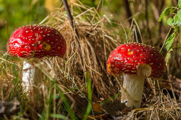 Amanita Zehirli mantar doğada Close-Up