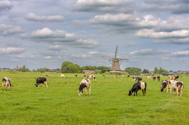 Aarlanderveen, Hollanda 26 Mayıs 2022: Gri bulutlu bir günde çayırda ineklerin otladığı tipik bir Hollanda manzarası