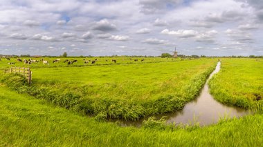 Aarlanderveen, Hollanda - 26 Mayıs 2022: Aarlanderveen yakınlarında gri bulutlu bir günde çayırda ineklerin otladığı tipik bir Hollanda manzarası
