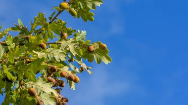 Agianst mavi gökyüzünde palamutlar