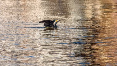 Bir karabatak kanatlarını suya açar.