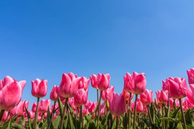 Aşağıdan çekilen güzel pembe laleler açık mavi gökyüzüne doğru