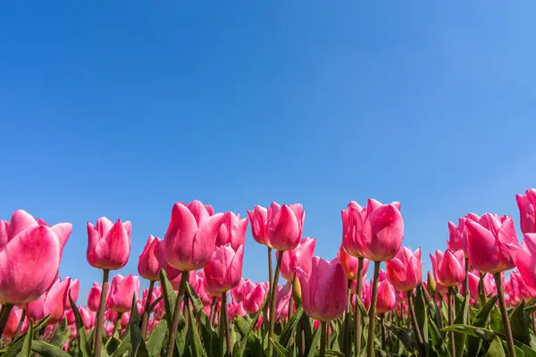 Aşağıdan çekilen güzel pembe laleler açık mavi gökyüzüne doğru