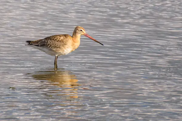 a godwit stands in the sun in the water