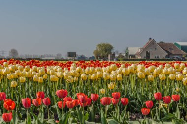 Lisse, Hollanda - 9 Nisan 2017: Lisse yakınlarındaki lale çiftçisinin kırmızı ve sarı laleleri tamamen çiçeklendi. Tipik bir Hollanda ürünü.