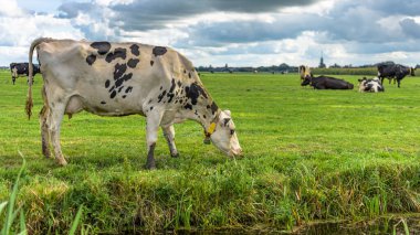 Polonyalı bir arazide otlayan bir ineğin panorama görüntüsü. Arka planda birkaç inek daha var.