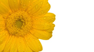 yellow gerber with water droplets isolated on white background clipart