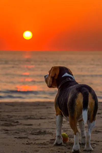 Beagle Dog sahilde gün batımını izliyor.