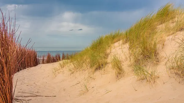 2. Maasvlakte, Rotterdam 'da, Kuzey Denizi üzerindeki kum tepesinden görüntü