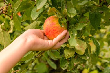 Elma bahçesinde taze elma topluyorum.