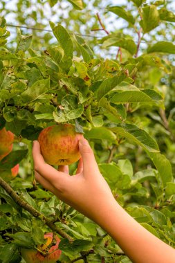 Elma bahçesinde taze elma topluyorum.