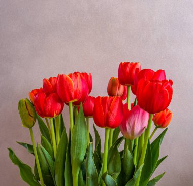 Bouquet of red tulips on a gray background.
