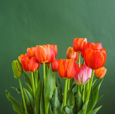 Yeşil zemin üzerine kırmızı lale buketi