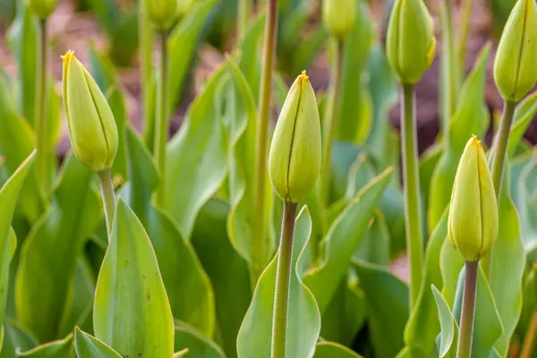 Lale tomurcuklu lale alanı