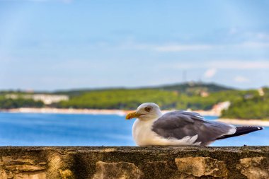 Martı Taş bir yüzeyde dinleniyor.