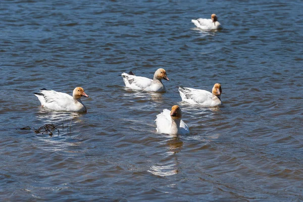 Cap Tourmente Ulusal Vahşi Yaşam Bölgesi 'nde (Quebec, Kanada)