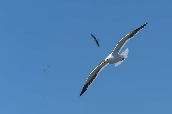黑色的海鸥在蓝天的映衬下飞翔 — 图库照片