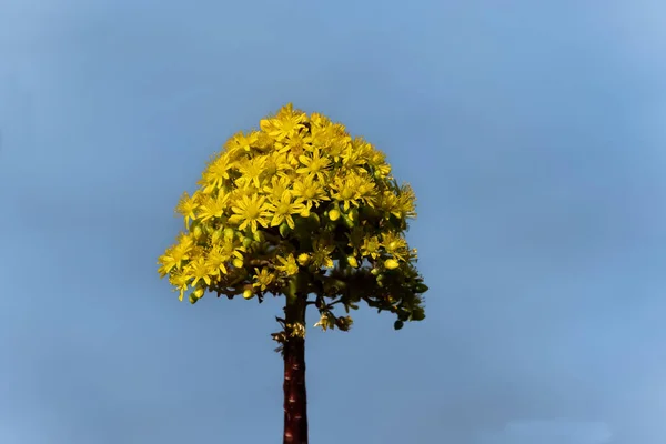Világos Sárga Eónium Schwarzkopf Zamatos Virág — Stock Fotó