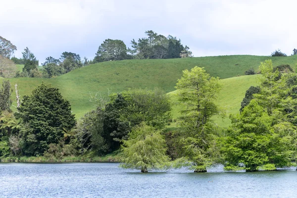 View Lake Trees Growing Water Farmland Mclaren Falls Lake Tauranga — Stock Photo, Image