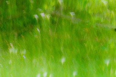 Empresyonist arum zambakları yeşilliklerdeki uzun çimenler arasında.