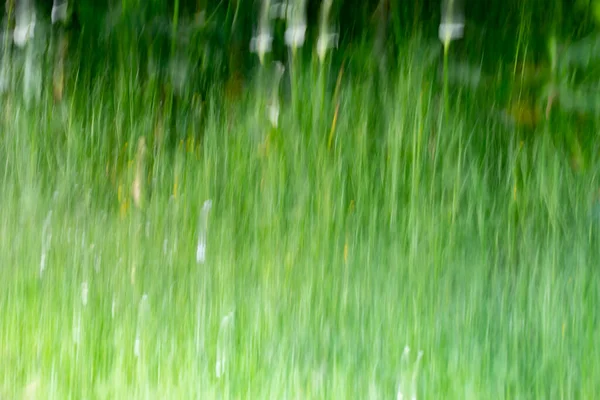 Impressionistiska Arum Liljor Bland Långa Gräs Bakgrund Grönt — Stockfoto