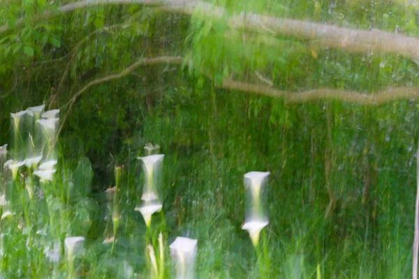 Impressionistiska Arum Liljor Bland Långa Gräs Bakgrund Grönt — Stockfoto