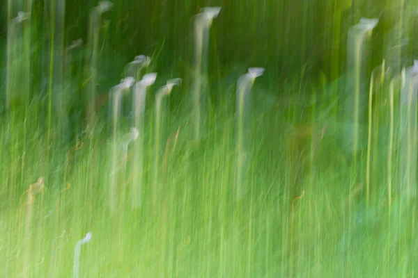 Impressionistische Arum Lelies Onder Lange Gras Achtergrond Greens — Stockfoto