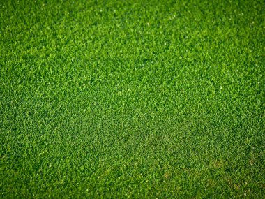 Kısa yeşil çim arka plan