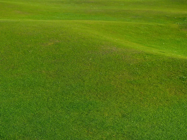 背の低い緑の起伏のある草 — ストック写真