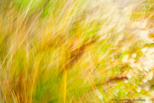 Floral Abstracts Wirbelnde Dünenvegetation Umlauf — Stockfoto