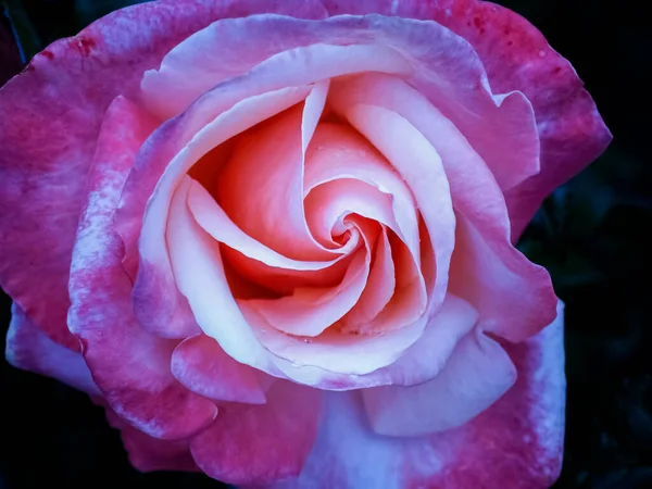 Rosa Delicada Rosa Closeup Plena Floração — Fotografia de Stock
