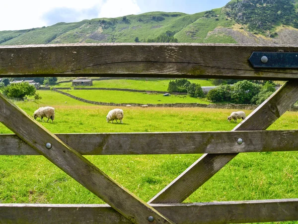 stock image British rural landscape typical rolling green fields