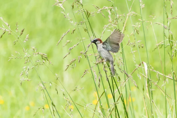 Sparrow Iarbă Cocoșând Cap Semințe Aripi Deschise — Fotografie, imagine de stoc