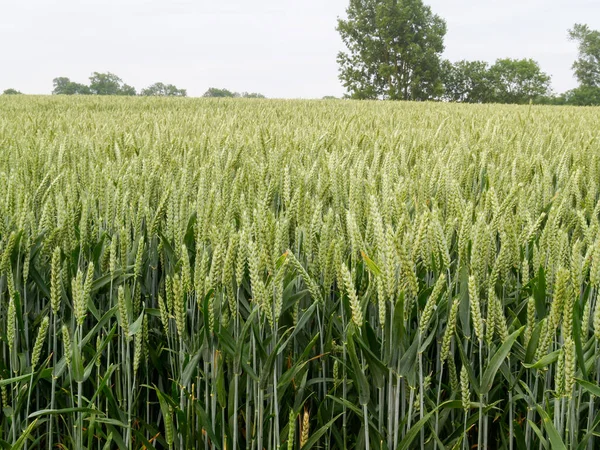 Field Ripe Barley Rural England — Stock Photo, Image