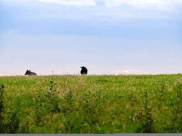 stock image English rural landscape at sunrise with two black cows in silhouette on horizon.