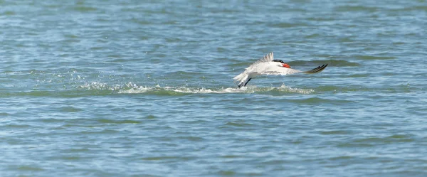 Caspian Tern Skimming Através Superfície Água — Fotografia de Stock