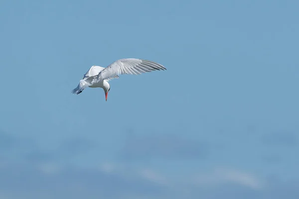 Caspian Tern Preparing Dive Wings Outstretched Bright Orange Beak Pointing — Stock Photo, Image