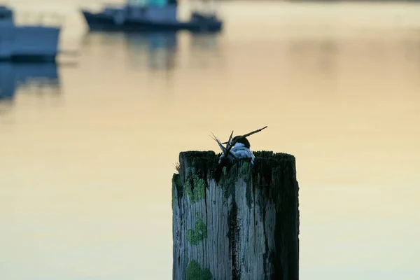 White Fronted Tern Nesting Top Poles Tauranga Harbour New Zealand — Stock Photo, Image