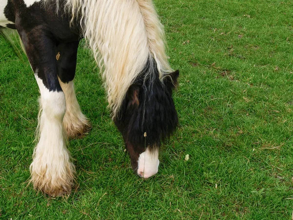 野外でのミニチュア黒と白の長い毛の馬の放牧クローズアップ — ストック写真