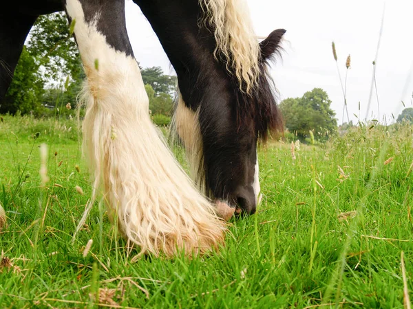 Miniaturowe Czarno Białe Długowłosy Koń Wypas Polu Zbliżenie — Zdjęcie stockowe