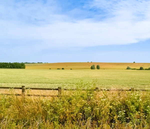 Campi Rurali Verdi Dorati Sotto Cielo Blu Bianco Nell Inghilterra — Foto Stock