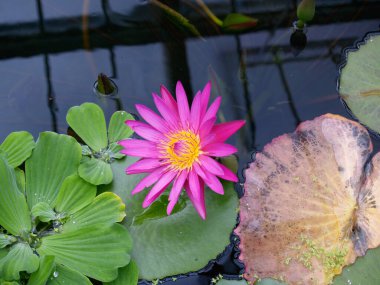 Bahçe havuzunda parlak pembe su zambağı