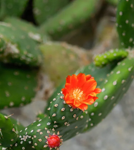 Flor Roja Brillante Nopal Espinoso —  Fotos de Stock