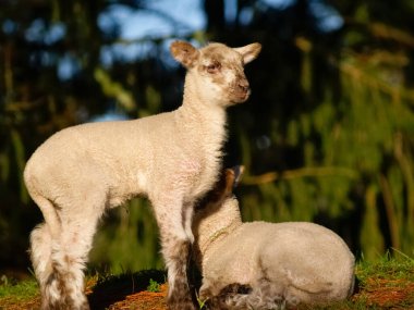 Ağaçların arasından geçen güneş ilkbaharda kuzuları aydınlatır..