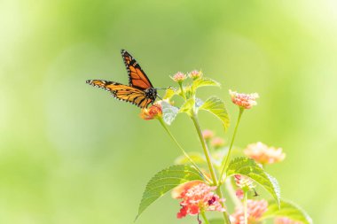 Parlak yaz lantana çiçekleri ve yeşil bokeh arka planında hormon polenleri olan kral kelebeği. Makro sanatsal resim.