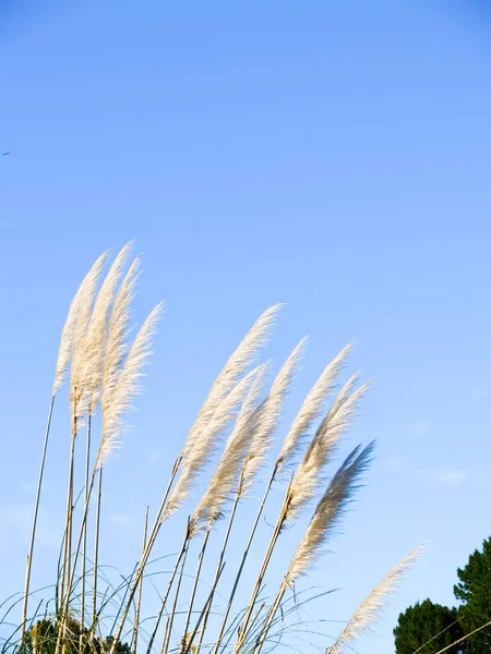 Beyaz Çiçekte Ayak Parmağı Mavi Gökyüzüne Karşı Tohum Başı — Stok fotoğraf