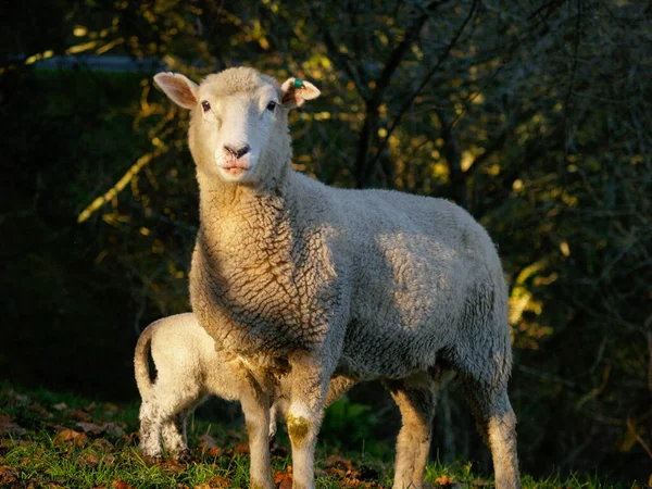 Nap Fákon Keresztül Világítja Bárányok Árnyékban Tavasszal — Stock Fotó