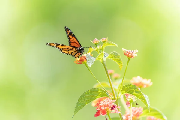 stock image Monarch butterfly with pollen on proboscis on bright summer lantana flowers on a background of foliage and green bokeh background. Macro artistic image.