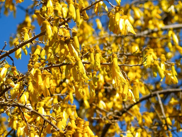 Kowhai Árvore Flor Cheia Flores Amarelas Brilhantes — Fotografia de Stock